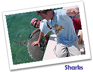 Shark fishing in Key West